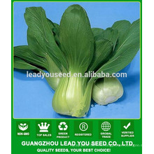 NPK04 Haia Ф1 БЭСТ пак Чой семена фабрика китайские семена овощей shanghaiqing